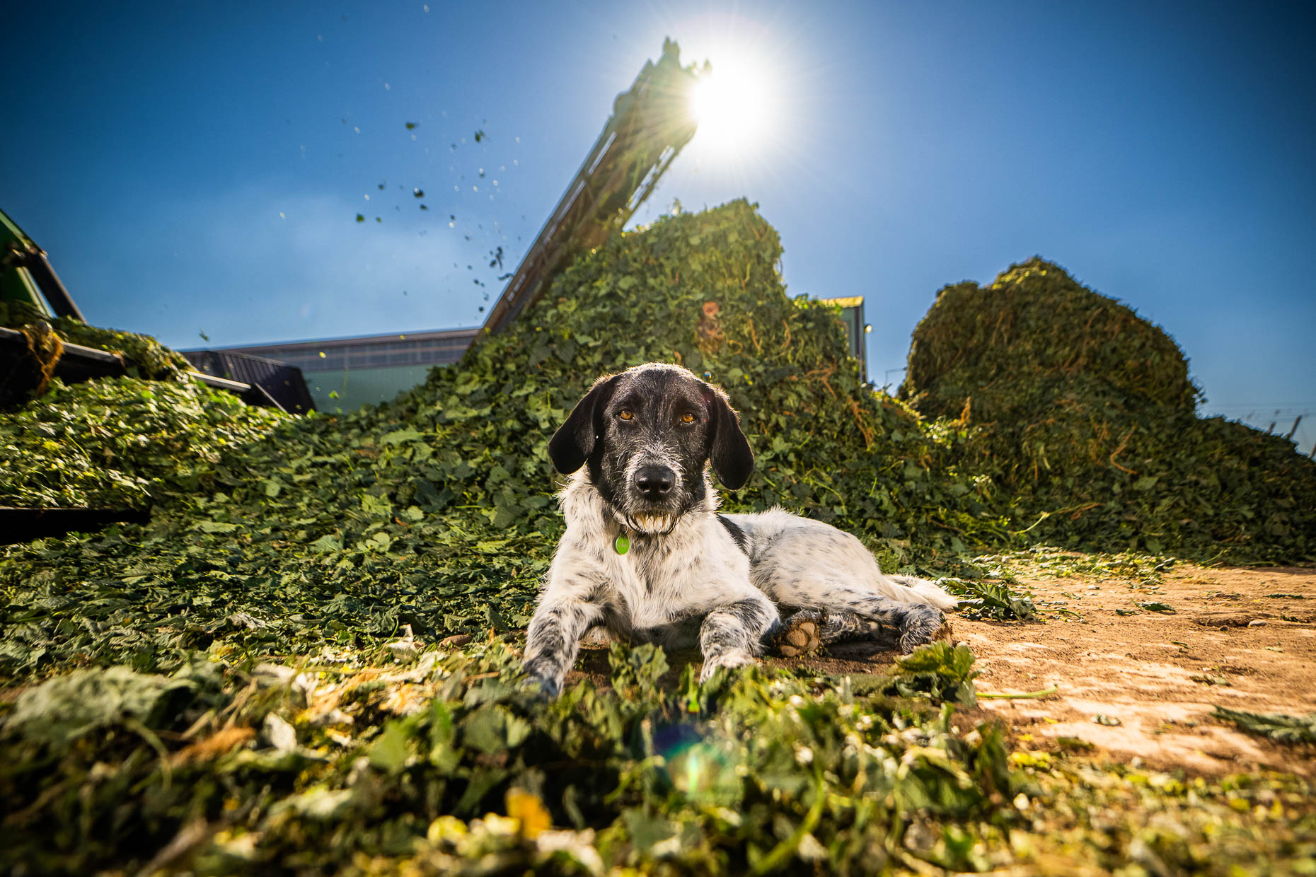 aaron-ingrao-billygoat-hops-farm-montrose-colorado-1187