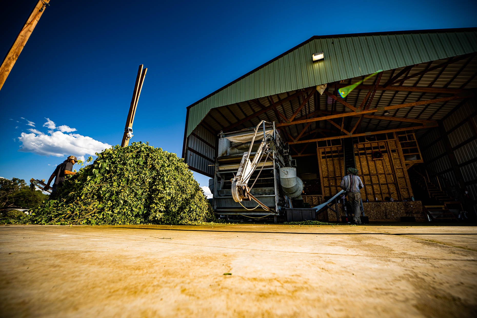 aaron-ingrao-billygoat-hops-farm-montrose-colorado-1604